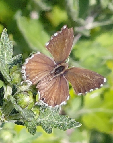 Geranium Bronze