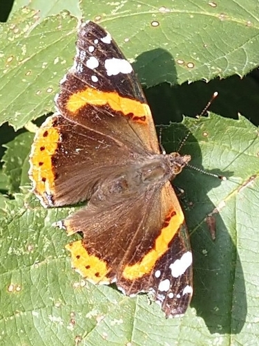 Red Admiral