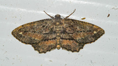 Hypagyrtis brendae
