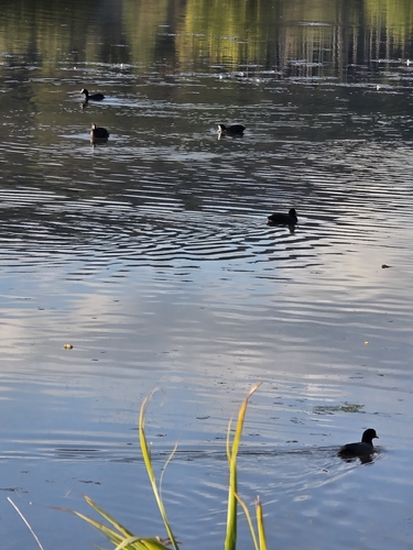Common Coot