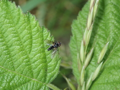 Gastrolepta anthracina