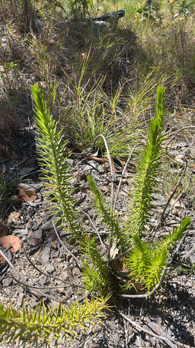 Melichrus, 2026-10-05