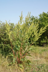 Rumex patientia orientalis