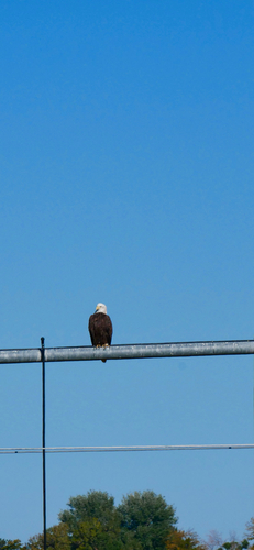 Bald Eagle
