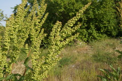 Rumex patientia orientalis