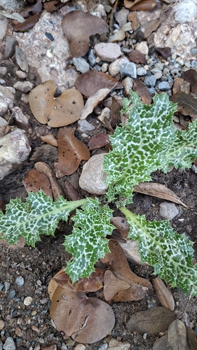 milk thistle