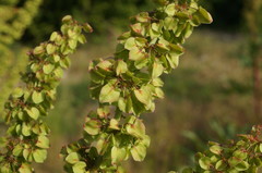 Rumex patientia orientalis