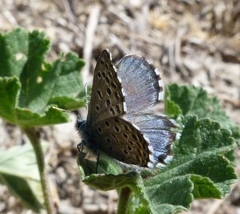 Pseudophilotes panoptes