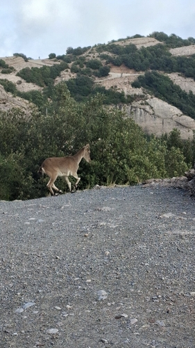 Iberian Ibex