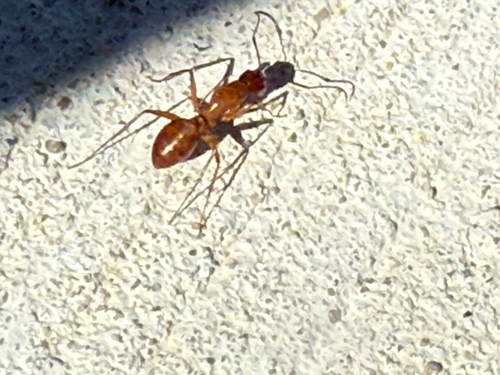 Chestnut Carpenter Ant