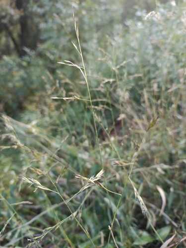 Cleistogenes serotina, 2026-10-05