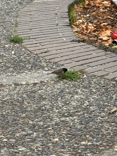 Dark-eyed Junco