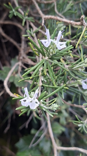 Rosemary