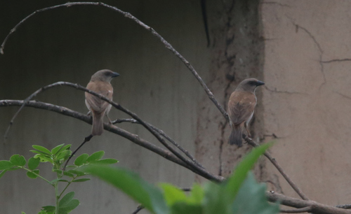 iNaturalist image