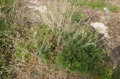 Orobanche pubescens