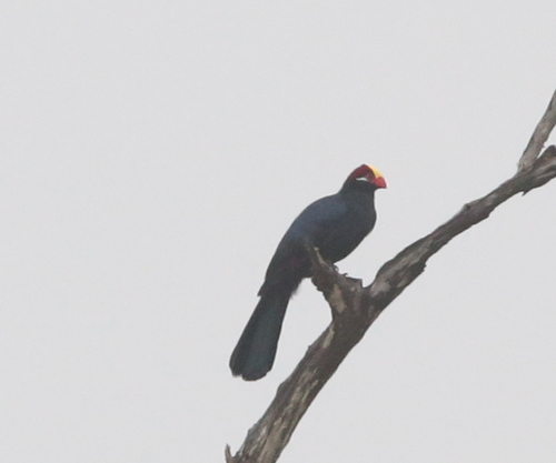 iNaturalist image