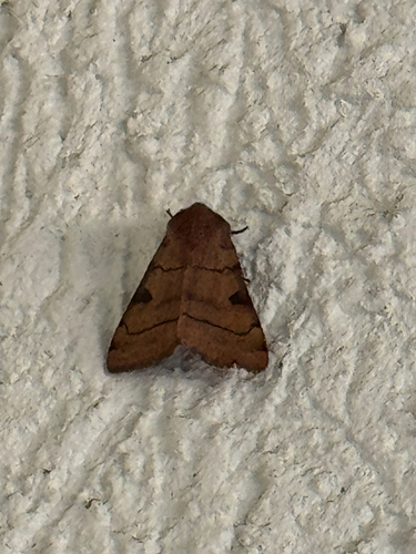 Bent-lined Dart