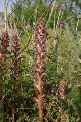 Orobanche pubescens