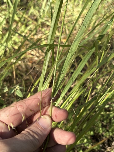 Eragrostis trichodes observed 2026-10-05