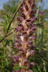 Orobanche pubescens