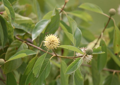 Uncaria observed 2026-09-21