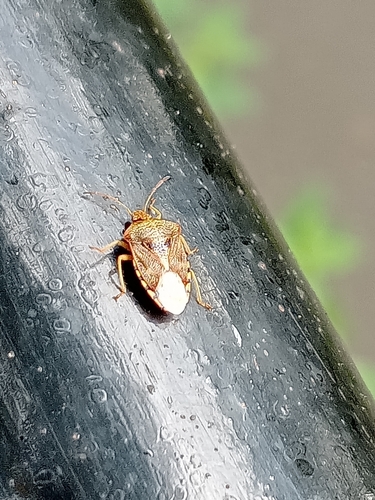 Parent Bug