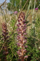Orobanche pubescens