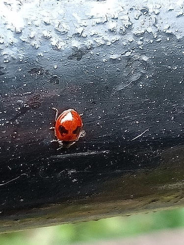 Two-spotted Lady Beetle