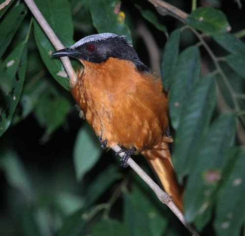 iNaturalist image