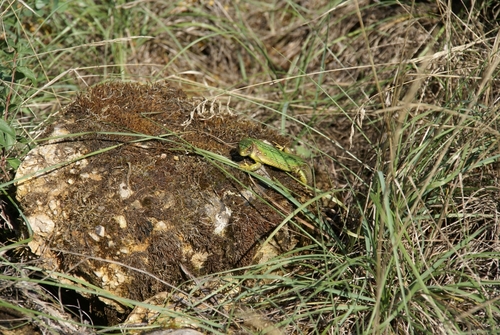 Western Green Lizard