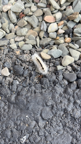 Hickory Tussock Moth