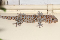 Gekko gecko