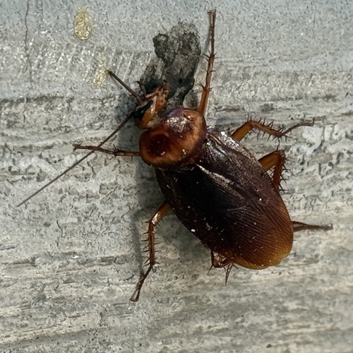 American Cockroach