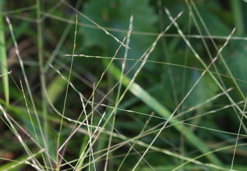 Gymnopogon brevifolius, 2026-09-15