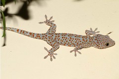 Gekko gecko