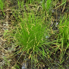 Carex tenera