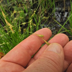 Carex tenera