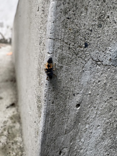 Asian Lady Beetle