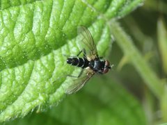 Gastrolepta anthracina