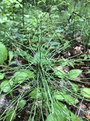 Equisetum pratense