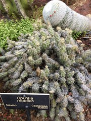 Grusonia moelleri