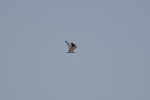 Black-winged Kite