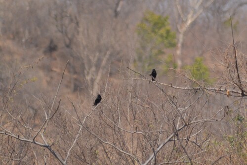 Fork-tailed Drongo