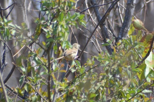 Tawny-flanked Prinia