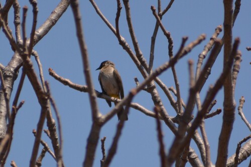Common Bulbul