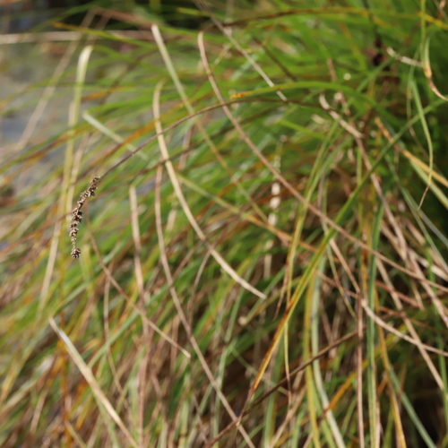 Carex paniculata observed 2026-09-27