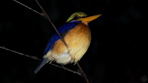 Rufous-collared Kingfisher