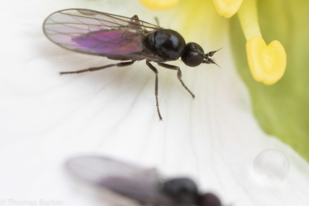Anthalia stigmalis