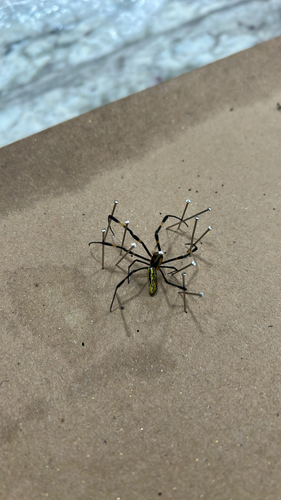 Joro Spider