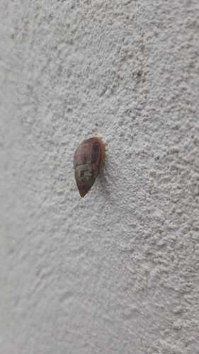Bulimulus tenuissimus
